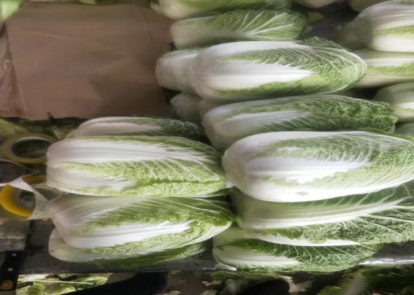 No Stain Organic Napa Cabbage Improve Digestion Supply For Wholesaler