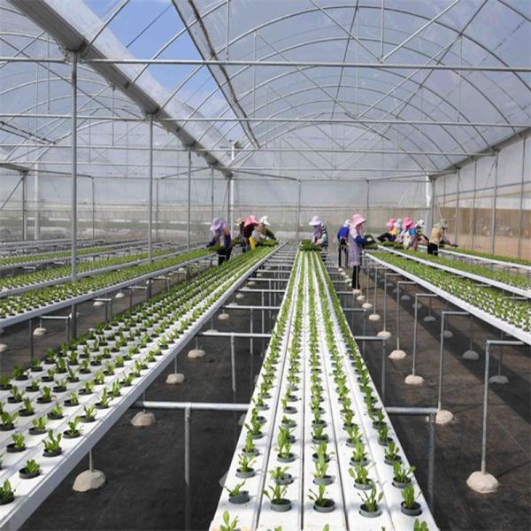 Round Tunnel Plastic Sheet Hydroponic Multi Span Greenhouse For Flowers Planting
