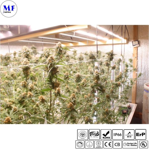 IP66 Lâmpada de crescimento à prova d'água PAR Marjuana Smart Dimmable Plant Grow Hydroponic Light With Remote Control