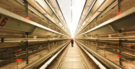 Easy Disassembly Good Ventilation Prefabricated Steel Structure Chicken Shed Poultry House