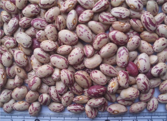 Многофункциональные самые новые фасоли почки программного обеспечения красят сортировщицу цвета фасолей сортируя машины