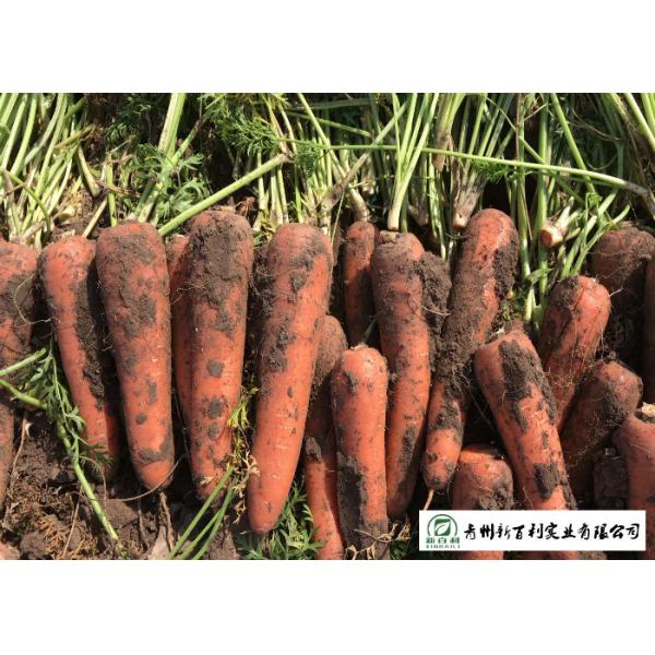 Japan Standard Fresh Organic Carrots Own Plantation Supply To Supermarket