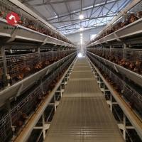 Agricultura de aves de capoeira Caixa automática de camada de frango com sistema de alimentação e bebedeira