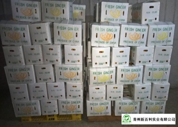 Mature Organic Fresh Ginger , Wholesale Premium Grade Air Dried Ginger