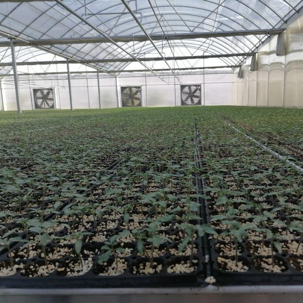 Cheap Custom Arch  Green House Plastic Film Multi Span Agriculture Greenhouse For Vegetable