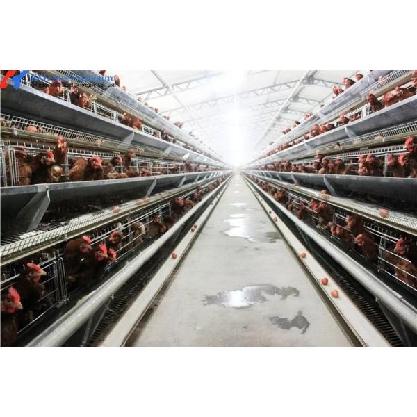 Granja de aves de corral moderna Granja de pollos Edificio de estructura de acero estructura de acero ligero Casa de aves de corral