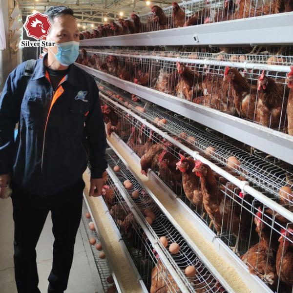A Type Chicken Layer Cage For Egg Laying Hens