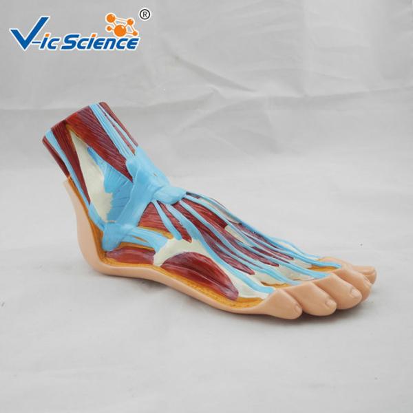 Hospital School Teaching Foot 55x35x33cm Human Anatomical Model