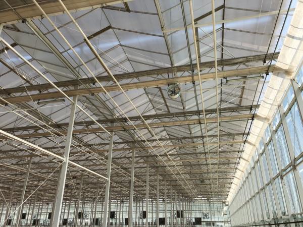 High Yield Tomato Plant Greenhouse PC Sheet Material Hydroponic Distance 1.6m