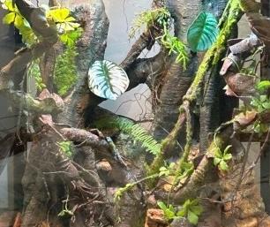 Vivarium Antecedentes Material PU Ecológico Natural Hogar Rápidos Reptiles