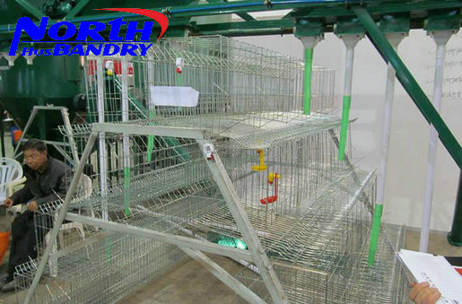 Poultry industry layer equipment