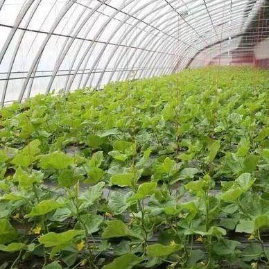 1209cm * 235cm * 239cm Ventilation and Shading Cucumber Planting Greenhouse for Sunlight