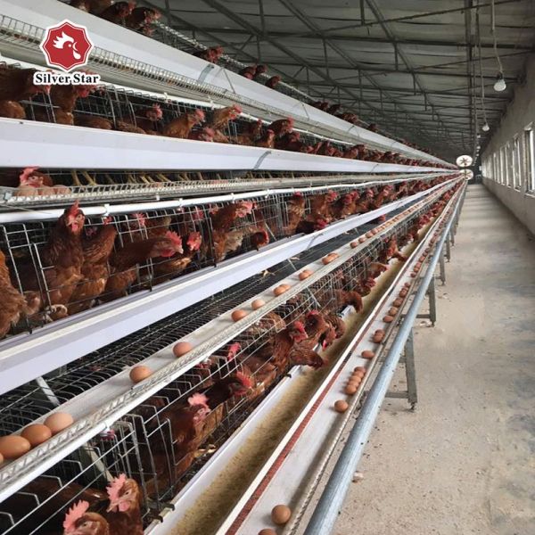 Full Automatic H-Type Layer Chicken Cage with Hot Dip Galvanized Drinkers and Feeders for Poultry Farm