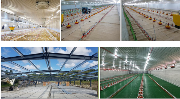 Stable Structure Poultry Farm House , H Section Steel Commercial Chicken Houses