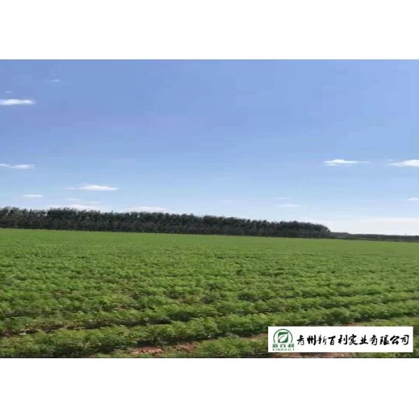 HACCP / GAP Standard Fresh Organic Carrots Own Plantation Supply To Supermarket