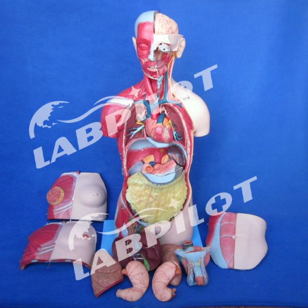 Advantage of 333 Numbered Positions Human Anatomy Torso Model with Muscles and Organs