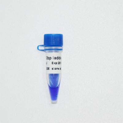 10bp DNA Ladder Gel Electrophoresis High Purity Reagents