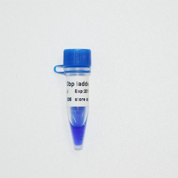 10bp DNA Ladder Gel Electrophoresis High Purity Reagents