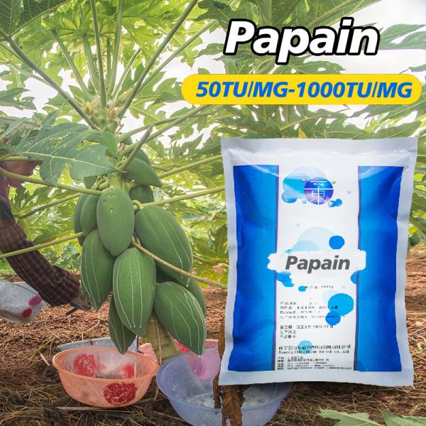 Température optimale 50-55 °C Protéase de papaïne 300USP-6000USP Spécifications d'activité enzymatique personnalisées