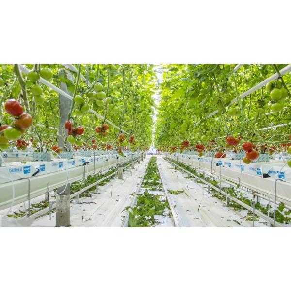Agriculture Polycarbonate Venlo Type Greenhouse For Planting Tomatoes