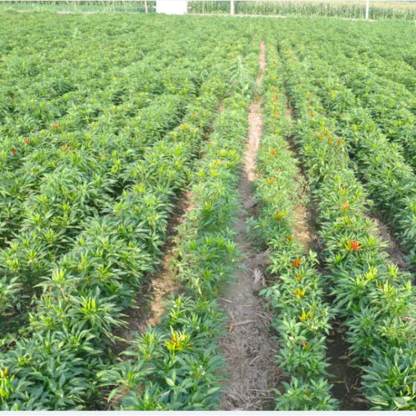 Трав перца Чили Guajillo ОБЪЯВЛЕНИЯ паприка сухих пряных одиночных сладкая со стержнем