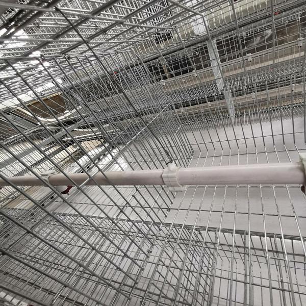 One Day Old Baby Chick Cage With Full Automatic System