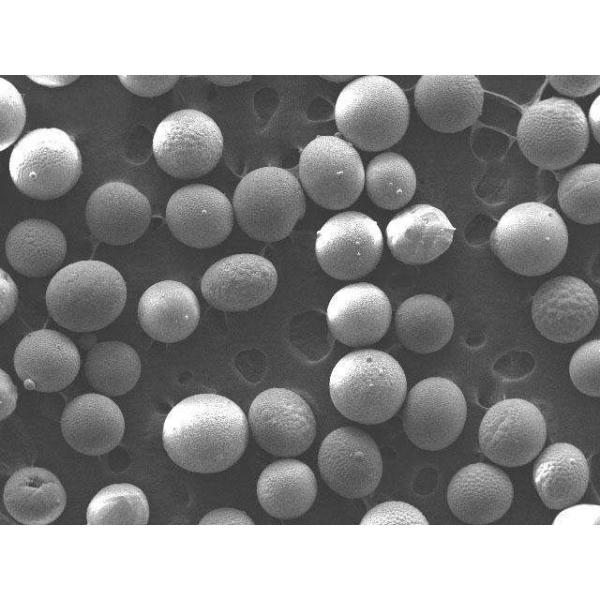 A bola dá forma 10 30 à malha 2mm Dia Ceramsite Foundry Sand e à areia da planta de óleo