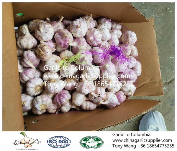 2019 China garlic to Columbia. new crop with good price.