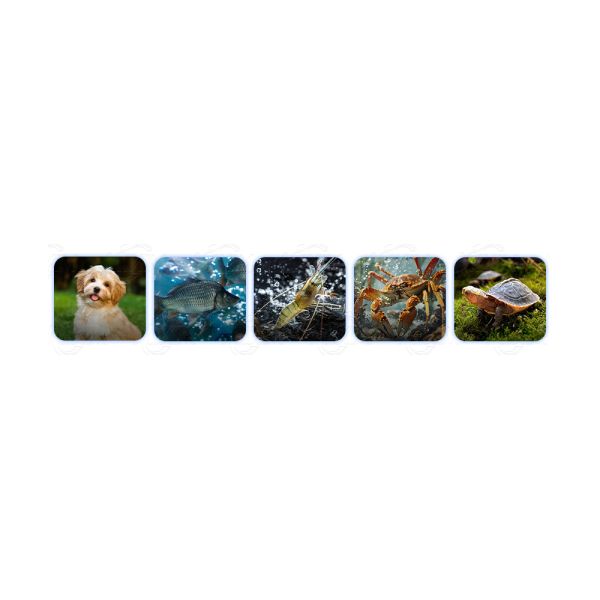 Fish Feed Small Diesel Engine Floating Tilapia Fish Feed Extruder Animal Rabbit Dog Feed Food Mill Pellet Making Machine