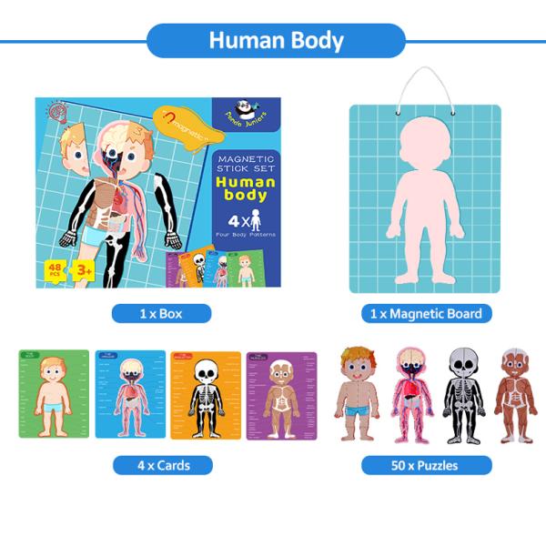 Игры головоломки СТЕРЖНЯ магнитные для человеческих мышц Scheletons органов частей тела уча