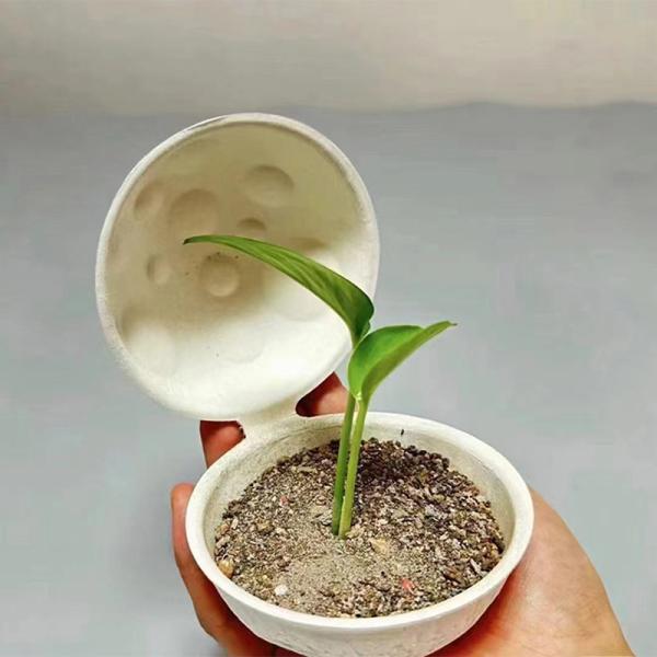 Boîte cadeau en pâte moulée écologique Ronde, biodégradable