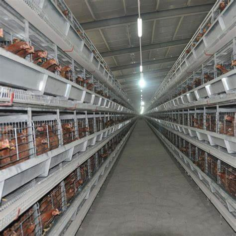 Customized Size A Type Layer Cage Automated Layer Breeding Cage For Poultry Farming