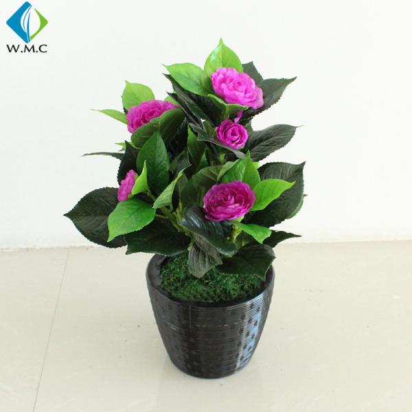 Small Camellia Bonsai Tree , Camellia Japonica Bonsai For Home Decoration R020048
