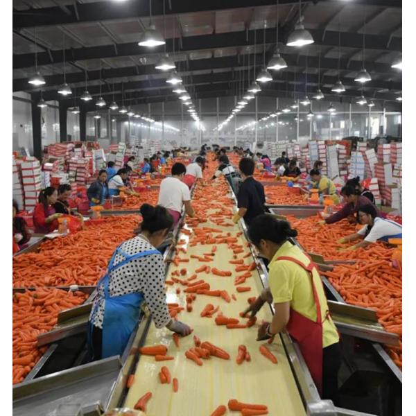 Fresh carrot from China newest harvesting wholesale carrots price per ton
