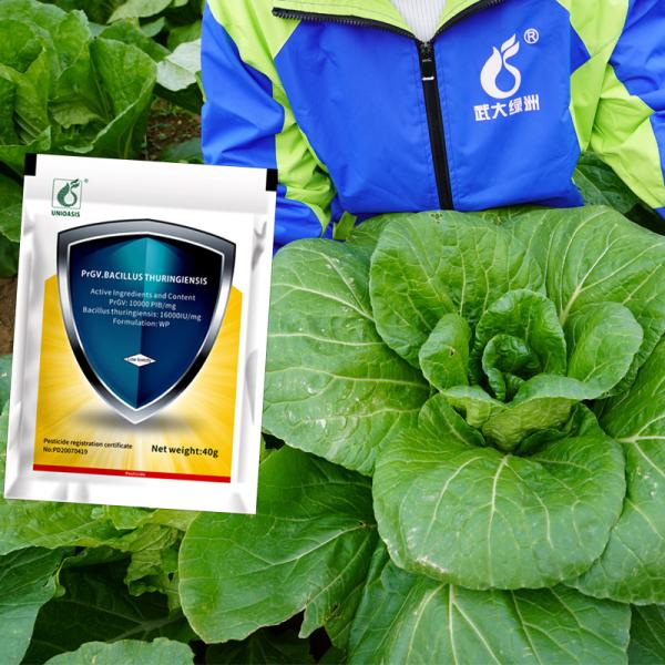 Insecticidas biológicos orgánicos naturales y vegetales en polvo humedecibles eficaces contra los adultos y los huevos de polilla de diamantes