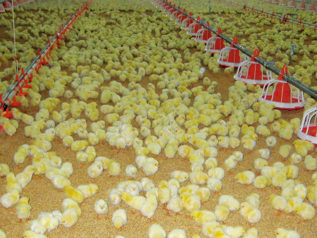 Hygienic Design Automatic Chicken Feeder System Anti Waste For Broiler Farms