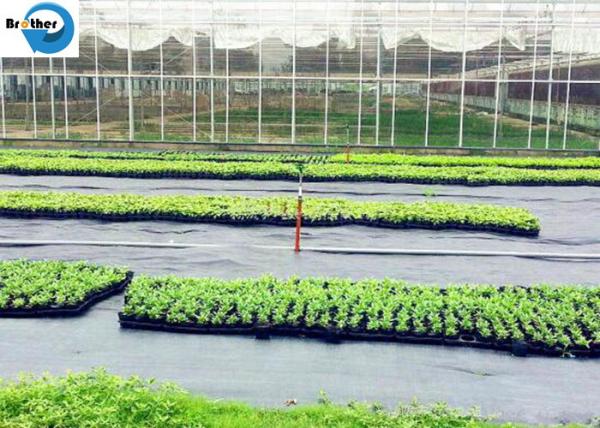 Weed Control Membrane Hot Film Black Weed Mat Plant Nursery Anti Grass Cloth UV Treatment Agricultural Ground Cover