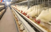 Poultry Broiler Cage Equipment Automatic H Type Broiler Cage