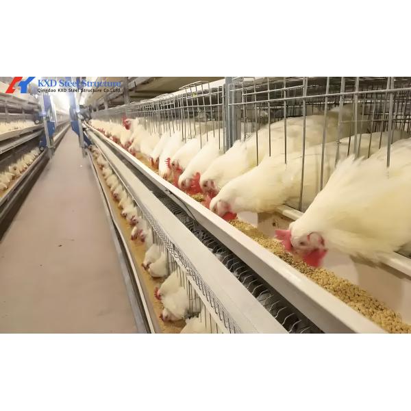 30000 Aves de corral completas grandes pollos de engorde cobertizo de pollo casero automático de pollo alimentación planta de bebida