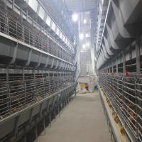Equipamento de exploração avícola galvanizado da gaiola da galinha da bateria da grelha para a galinha da carne
