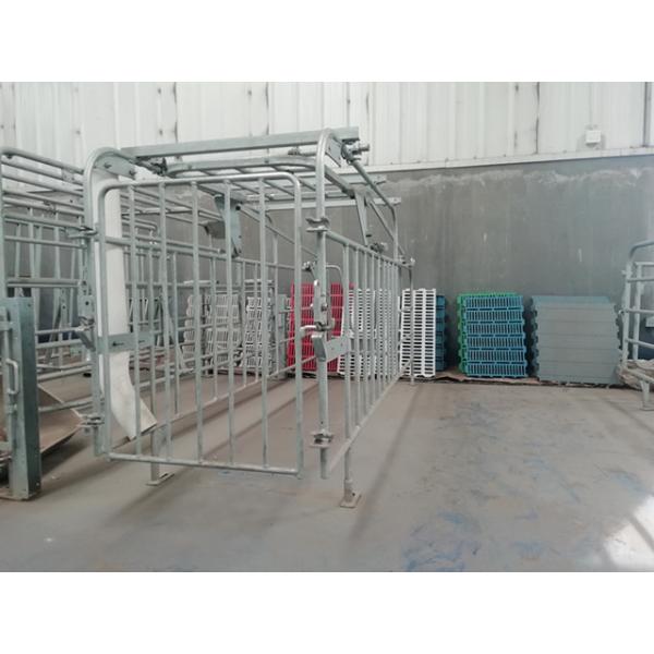 Corrosion Resistance Customized Pig Farm Gestation Crate