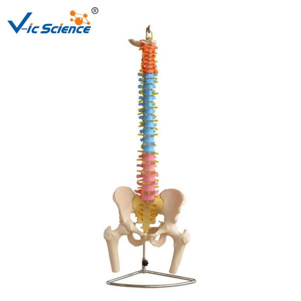Didactic Vertebral Column Model With Pelvis And Femur Heads