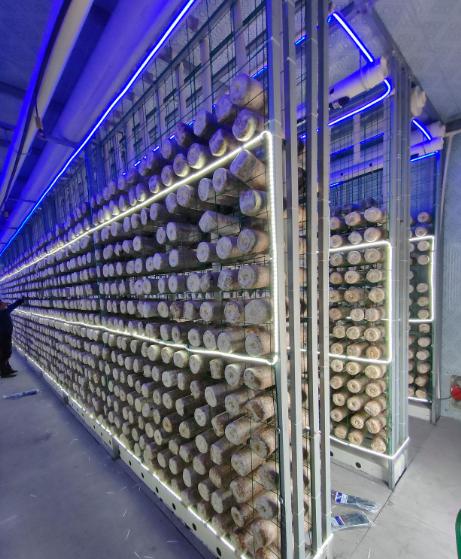 Intelligent Mushroom Container Farm with 5000 Bag Capacity