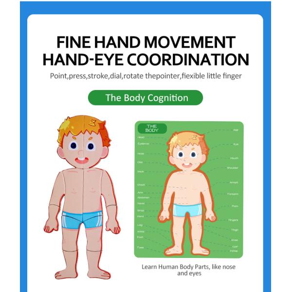 Игры головоломки СТЕРЖНЯ магнитные для человеческих мышц Scheletons органов частей тела уча