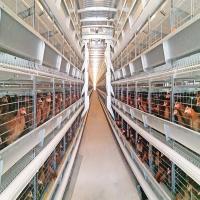 Système automatique de cage de couche de Ventilational, 4 cages de batterie de poulet d'oiseaux de la rangée 120