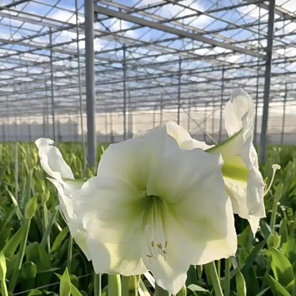 Professional of Drip Irrigation Glass Greenhouse Hydroponic System for Vegetables
