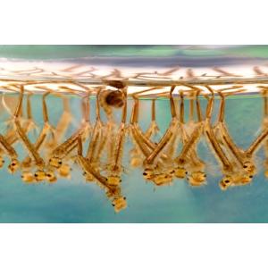 Биологический спрей плюс BTi Убийца личинки комара Инсектицид против Aedes Culex