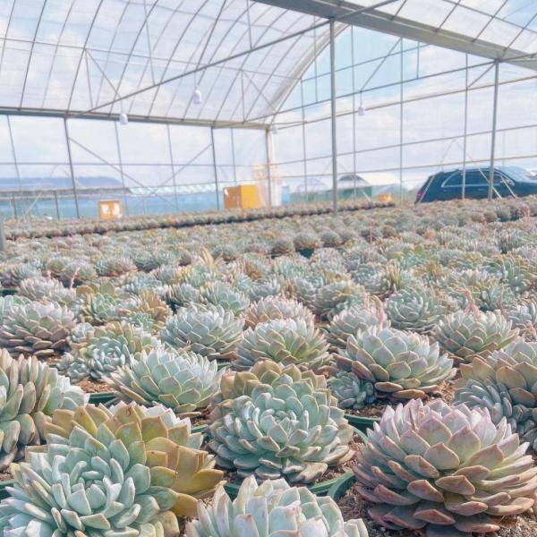 Steel Structure Multi-Span Plastic Greenhouse Package Size 50.00cm * 60.00cm * 50.00cm