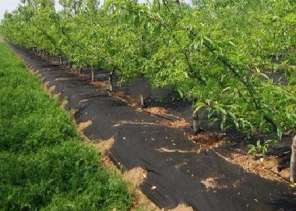 Tela não tecida reciclada bens, tela não tecida respirável para a paisagem