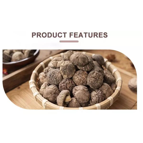 Культивирование Cubensis гриба шиитаке 4cm Брауна типичное очень вкусное сухое